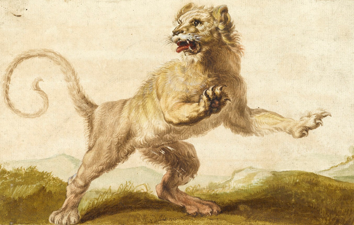 A Lion, after Rubens  